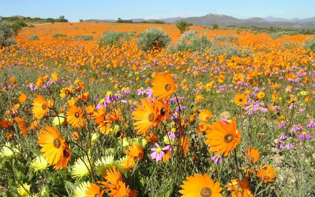 Tips for Viewing the Namaqualand flowers