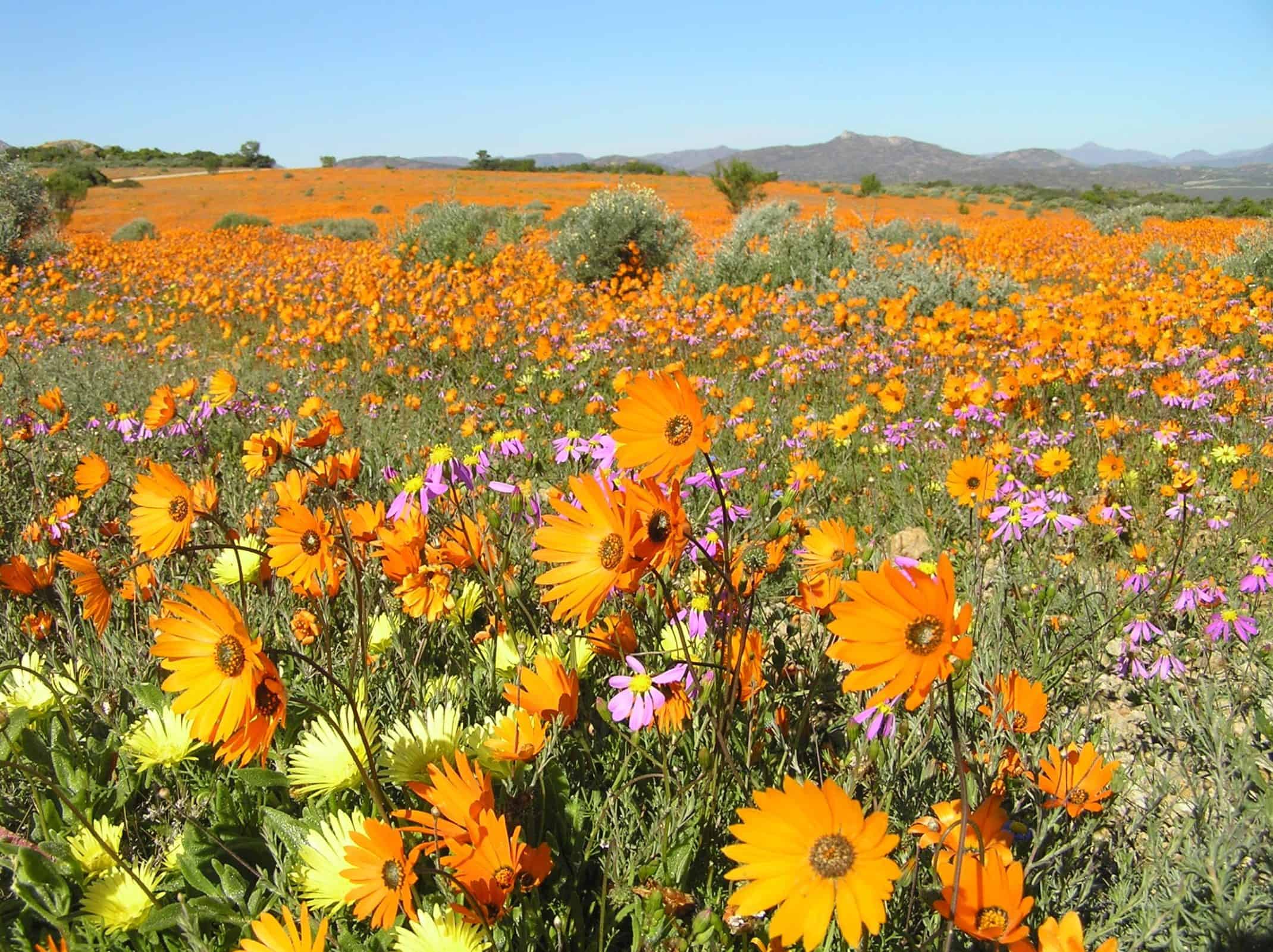 namaqualand flower tours from johannesburg