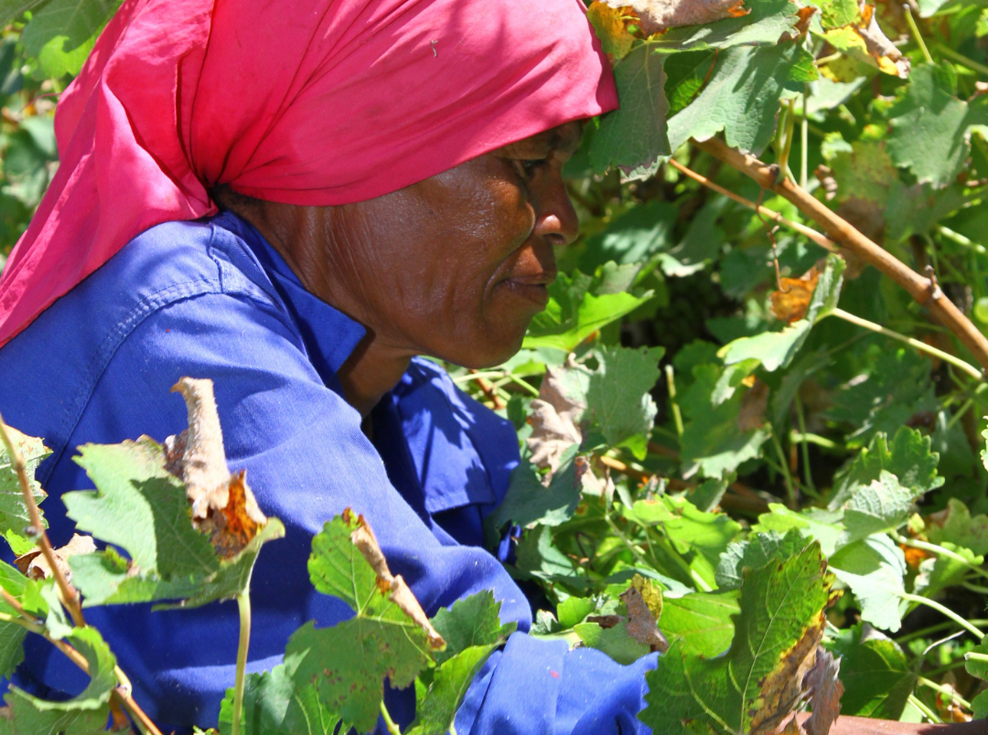 Namaqua Wines Website (2) Worker picking grapes at Namaqua vineyard in South Africa during harvest